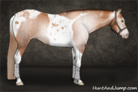 Horse Color:Gray Gold Champagne Tobiano 