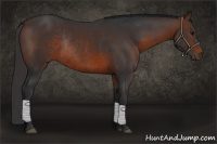 Horse Color:Brown Rabicano 