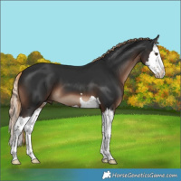 Horse Color:Liver Chestnut Splash 