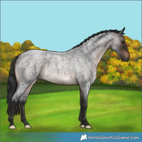 Horse Color:Brown Roan