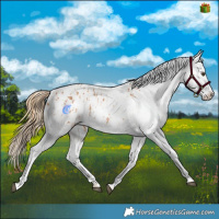 Horse Color:Chestnut Appaloosa and Gold Champagne Appaloosa