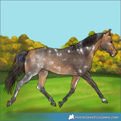 Horse Color:White Spotted Buckskin Rabicano 