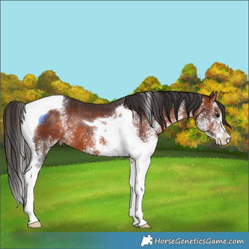 Horse Color:White Spotted Bay Tobiano Rabicano