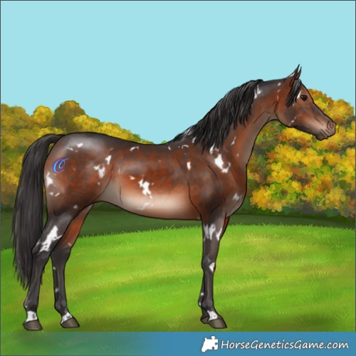 Horse Color:White Spotted Brown Mushroom 
