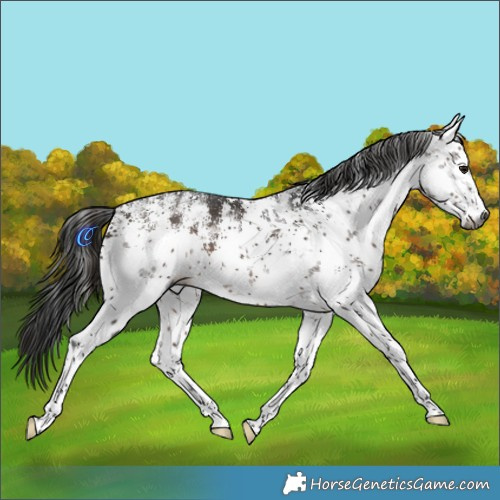 Horse Color:Gray White Spotted Bay Sabino Rabicano 