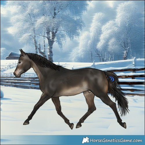 Horse Color:Gray Brown Dun Sabino 