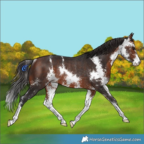 Horse Color:Bay Sabino Rabicano 