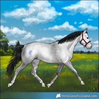Horse Color:Gray Buckskin Sabino Rabicano 