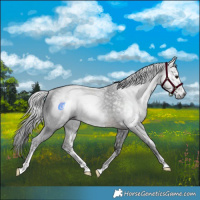 Horse Color:Gray Buckskin Sabino Rabicano