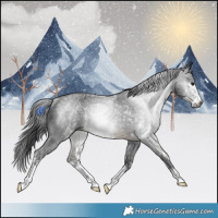 Horse Color:Gray Buckskin Sabino Rabicano 