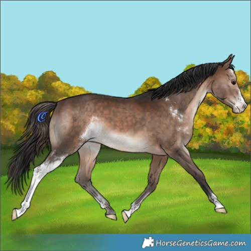 Horse Color:Brown Sabino 