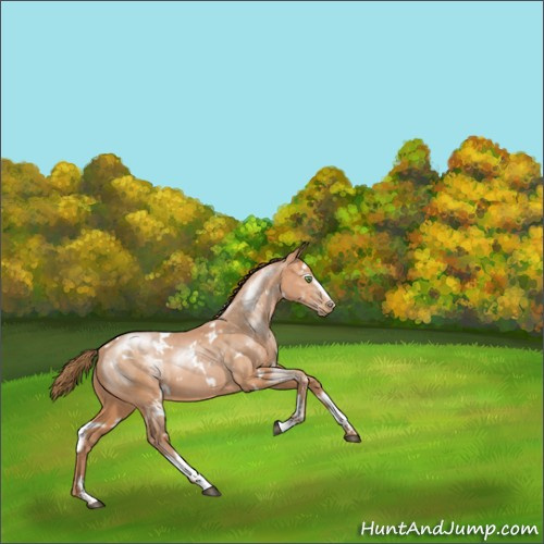 Horse Color:White Spotted Brown Pearl Sabino 