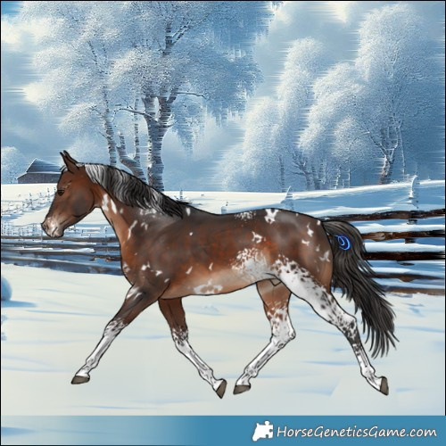 Horse Color:White Spotted Brown 