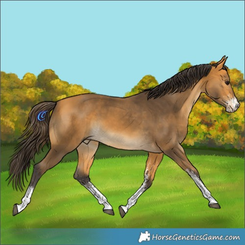 Horse Color:White Spotted Buckskin 