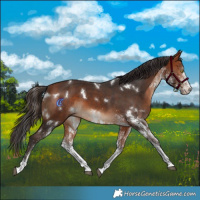 Horse Color:White Spotted Bay 