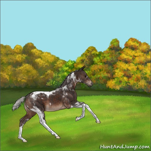 Horse Color:Silver Brown Tobiano 