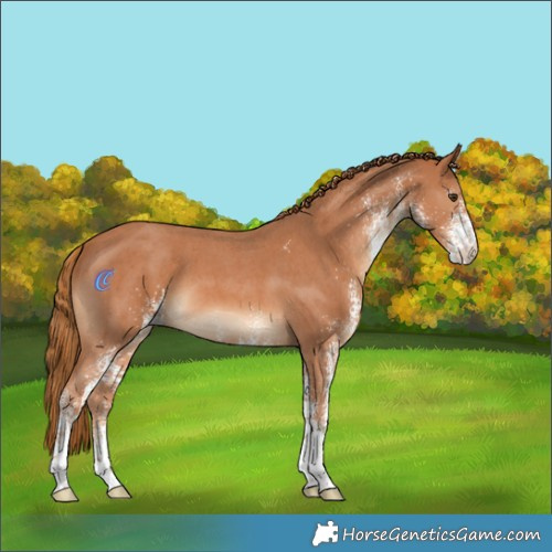 Horse Color:White Spotted Chestnut 