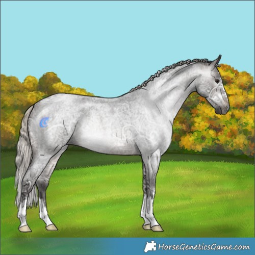 Horse Color:Gray Silver Brown Ice Roan 