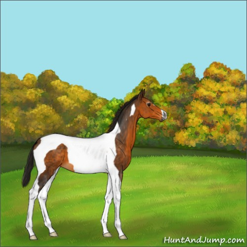 Horse Color:Gray Buckskin Tobiano 