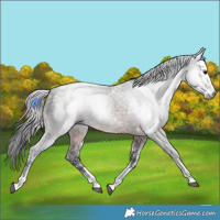 Horse Color:Gray White Spotted Bay Ice Tobiano 