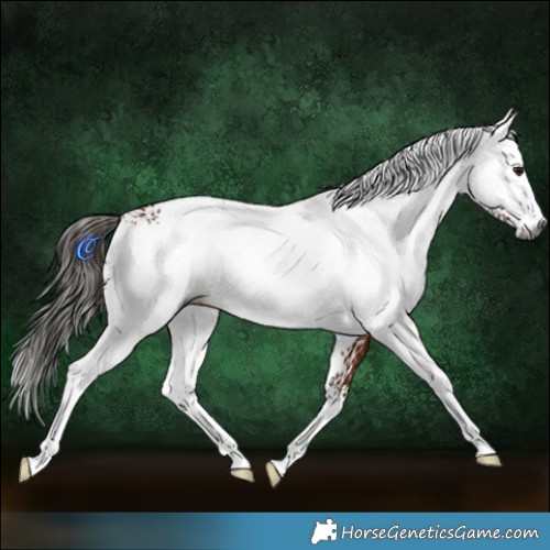 Horse Color:Gray White Spotted Bay Rabicano