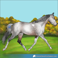 Horse Color:Gray Brown Tobiano