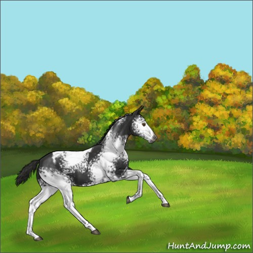 Horse Color:Gray White Spotted Liver Chestnut Tobiano 