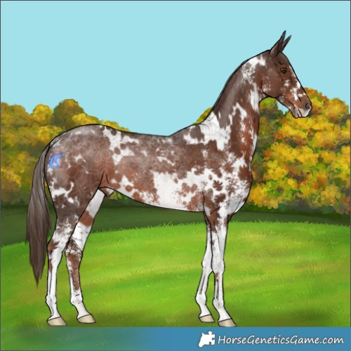 Horse Color:White Spotted Liver Chestnut Rabicano 
