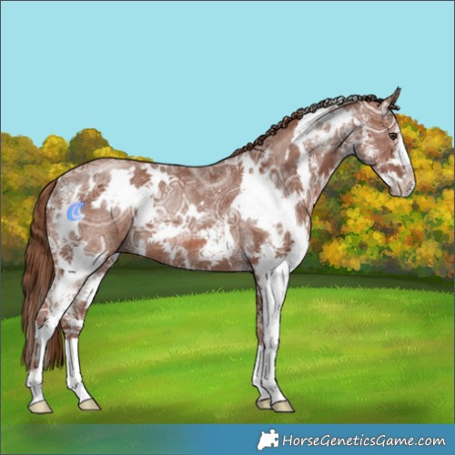 Horse Color:White Spotted Chestnut Ice Rabicano 