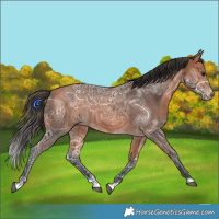 Horse Color:Bay Ice Rabicano 