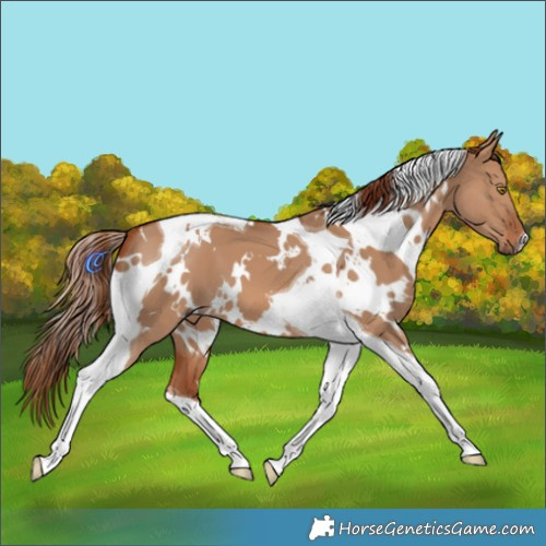 Horse Color:White Spotted Red Dun Tobiano 