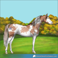 Horse Color:White Spotted Liver Chestnut Pearl Splash 