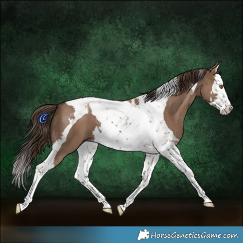 Horse Color:Liver Red Dun Splash Tobiano