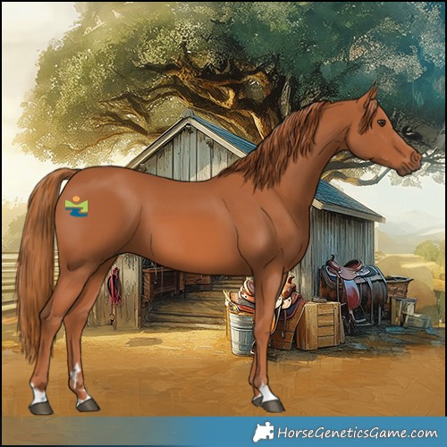 Horse Color:Chestnut 