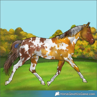 Horse Color:White Spotted Chestnut Rabicano 