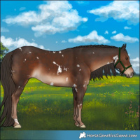 Horse Color:White Spotted Liver Chestnut 