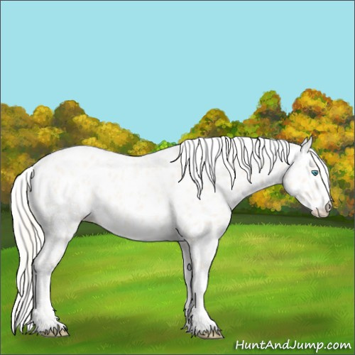 Horse Color:Cremello Roan Appaloosa