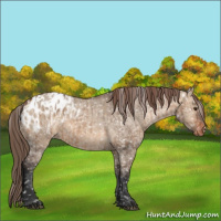 Horse Color:Brown Dun Appaloosa and Brown Dun Appaloosa