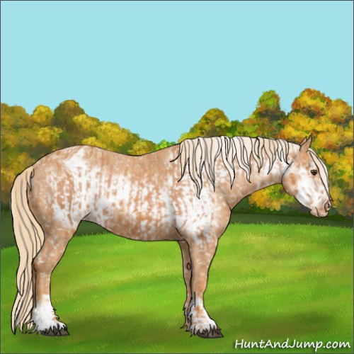 Horse Color:Chestnut Appaloosa  and Chestnut Frame Appaloosa 