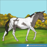 Horse Color:Smoky Grullo Tobiano Frame Rabicano 