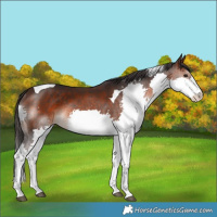 Horse Color:Brown Splash Tobiano Rabicano 