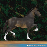 Horse Color:White Spotted Buckskin 