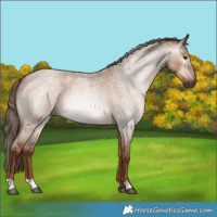 Horse Color:Gray Red Dun Roan 