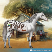 Horse Color:Brown Appaloosa 