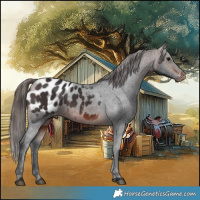 Horse Color:Brown Appaloosa