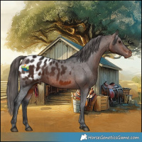 Horse Color:Brown Appaloosa 