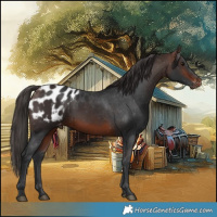 Horse Color:Brown Blanket 