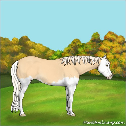 Horse Color:Palomino Dun Splash 
