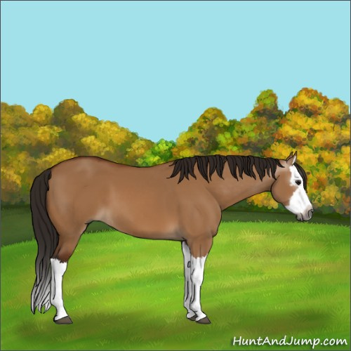 Horse Color:Gray Bay Dun Splash 