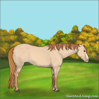 Horse Color:Red Dun Splash 